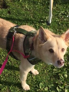 1本のリードで胴輪と首輪つなげられます