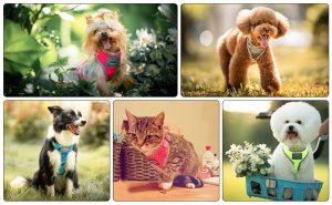 画像4: thinkpetソフトエアメッシュハーネス (4)